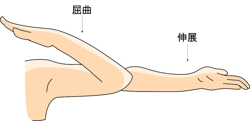 肘関節の屈曲と伸展
